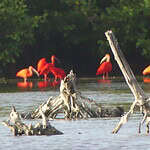 Red Ibis standing in the river
