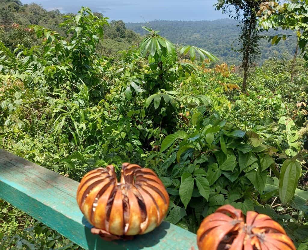 to fruits overlooking the jungle