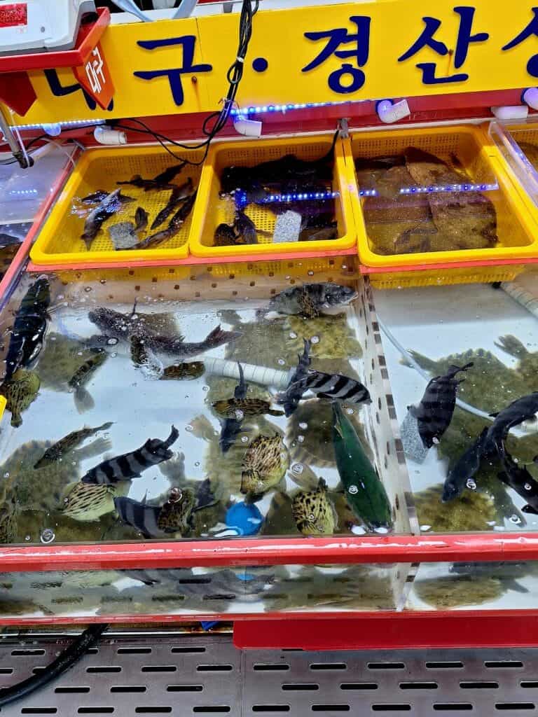 A fish narket more beautiful than an aquarium