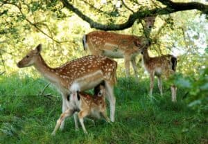 family of deers