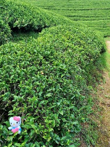 Tea plantation in South Korea