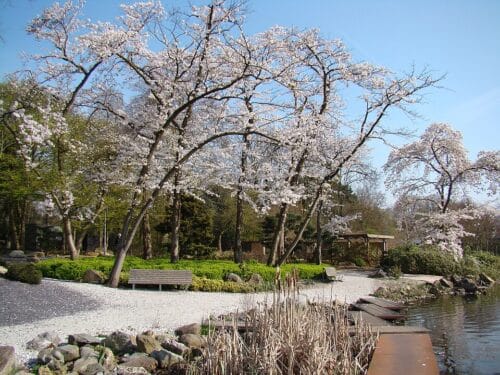 Spring blossoms in the Amstelpark in Amsterdam