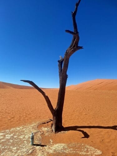 Petrified tree in deadvlei