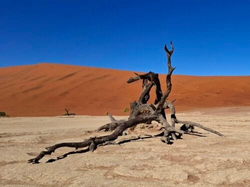 Petrified tree in the sossusvlei - Namibia